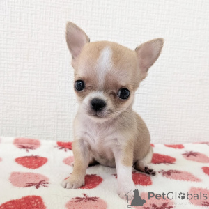 Photo №3. Cute adorable Chihuahua Puppies For sale contact whatsapp business 447450021323. Finland