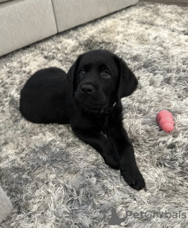 Photo №1. labrador retriever - for sale in the city of Gothenburg | negotiated | Announcement № 97363