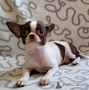 Photo №3. Chihuahua Available For Rehoming. Germany