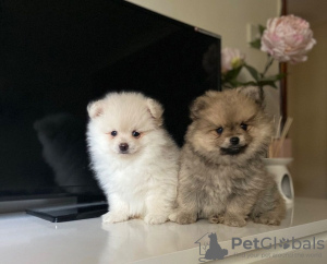 Photo №3. Pomeranian puppies available for loving homes only. Germany