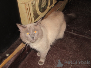 Photo №3. ragdolls for sale. United States