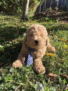 Photo №2 to announcement № 75126 for the sale of poodle (toy) - buy in Serbia breeder