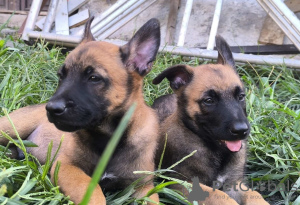 Photo №4. I will sell belgian shepherd in the city of Belgrade. private announcement - price - negotiated