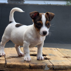 Photo №1. jack russell terrier - for sale in the city of Prague | negotiated | Announcement № 171877