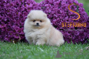 Photo №3. Pomeranian Boo, top quality purebred puppies. Serbia