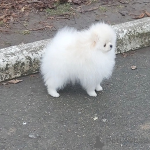 Photo №3. Pomeranian Spitz puppies,. Finland