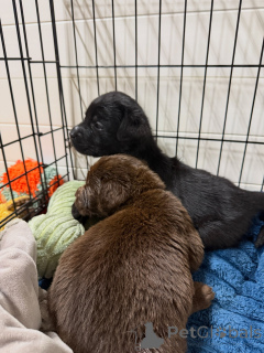 Photo №2 to announcement № 171252 for the sale of labrador retriever - buy in Germany breeder