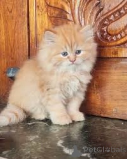 Photo №2 to announcement № 165497 for the sale of persian cat - buy in France private announcement, breeder