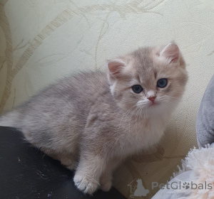 Photo №4. I will sell british longhair in the city of Serpukhov. breeder - price - 1015$