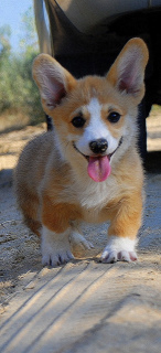 Photo №2 to announcement № 3549 for the sale of welsh corgi - buy in Ukraine private announcement