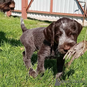 Photo №2 to announcement № 10646 for the sale of german wirehaired pointer - buy in Russian Federation private announcement