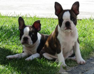 Photo №1. boston terrier - for sale in the city of Lisbon | negotiated | Announcement № 126878