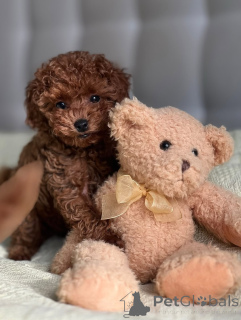 Photo №2 to announcement № 163135 for the sale of poodle (toy) - buy in Finland private announcement, from the shelter