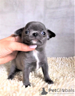 Photo №4. I will sell chihuahua in the city of Miass. from nursery - price - 405$