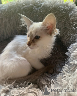 Photo №1. balinese cat - for sale in the city of Aalen | 361$ | Announcement № 174528