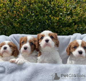 Photo №4. I will sell cavalier king charles spaniel in the city of Vienna. private announcement - price - 400$