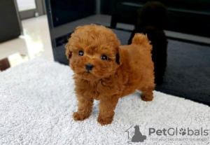 Photo №1. poodle (toy) - for sale in the city of Budapest | 317$ | Announcement № 56823