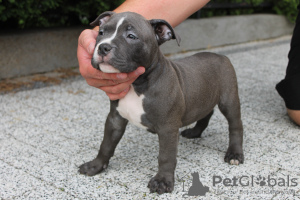 Additional photos: American Bully Pocket ABKC GrChampions