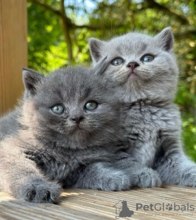 Photo №1. british shorthair - for sale in the city of Miami Beach | 317$ | Announcement № 98192