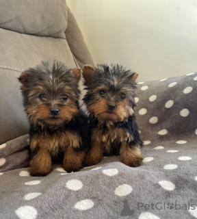 Photo №1. yorkshire terrier - for sale in the city of Wiesbaden | 258$ | Announcement № 156383