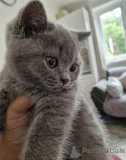 Photo №2 to announcement № 164524 for the sale of british shorthair - buy in Germany 