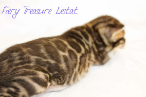 Photo №2 to announcement № 1892 for the sale of bengal cat - buy in Russian Federation from nursery, breeder