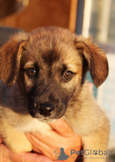 Additional photos: Strong, outgoing and friendly puppy Nastasya is looking for a home.