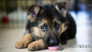 Photo №3. The Cutest German Shepherd Puppy Ready for a Loving Home!. United Kingdom