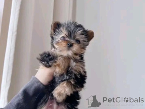 Photo №1. yorkshire terrier - for sale in the city of Aachen | negotiated | Announcement № 167076