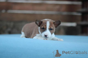 Photo №4. I will sell basenji in the city of Vladičin Han.  - price - negotiated