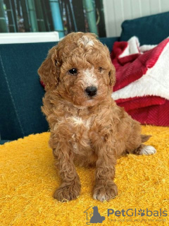 Additional photos: Miniature and toy poodles
