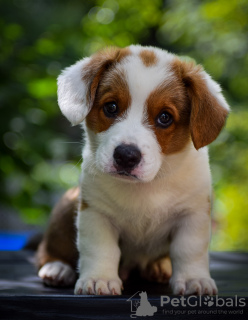 Photo №1. welsh corgi - for sale in the city of Budapest | 1560$ | Announcement № 23656