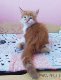 Photo №1. maine coon - for sale in the city of Mariupol | 500$ | Announcement № 11465