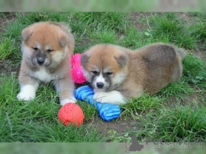 Photo №1. shiba inu - for sale in the city of Donzdorf | 329$ | Announcement № 147615