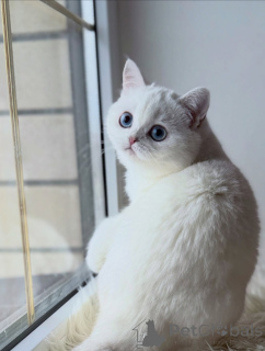 Photo №3. Meet the Scottish Fold Kitten Everyone Falls in Love With. Germany