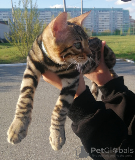 Photo №2 to announcement № 10587 for the sale of bengal cat - buy in Russian Federation breeder