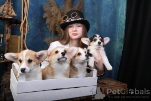Photo №3. Welsh Corgi puppies. Russian Federation