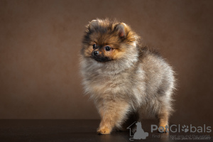 Photo №1. german spitz - for sale in the city of Tula | 1095$ | Announcement № 9512