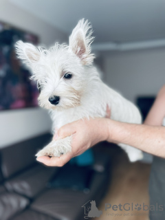 Photo №2 to announcement № 29310 for the sale of west highland white terrier - buy in Poland private announcement