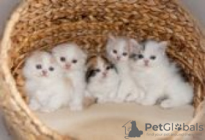 Photo №2 to announcement № 126807 for the sale of scottish fold - buy in Germany private announcement