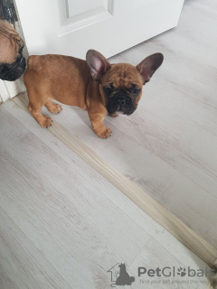 Photo №4. I will sell french bulldog in the city of Munich. private announcement, breeder - price - 475$