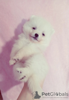 Photo №2 to announcement № 42084 for the sale of japanese spitz - buy in Ukraine private announcement