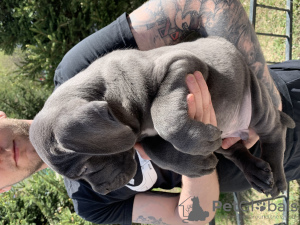 Photo №2 to announcement № 103208 for the sale of cane corso - buy in Russian Federation private announcement, from nursery