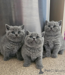 Photo №1. british shorthair - for sale in the city of Espoo | negotiated | Announcement № 168606