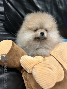 Photo №1. pomeranian - for sale in the city of Кортрейк | 1268$ | Announcement № 127324