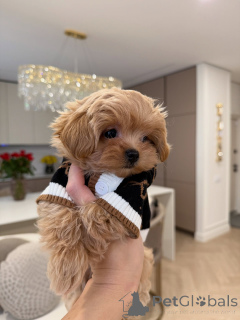 Photo №3. Maltipoo Puppies with the Perfect Mix of Cuteness & Charm. Germany