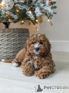 Photo №2 to announcement № 159406 for the sale of labradoodle - buy in Finland breeder