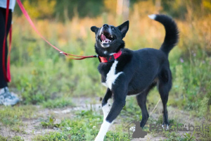 Photo №3. Nadezhda is looking for a home!. Russian Federation