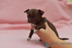 Photo №2 to announcement № 7998 for the sale of chihuahua - buy in Russian Federation private announcement