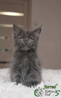 Photo №3. Maine Coon Boy Blue. Russian Federation